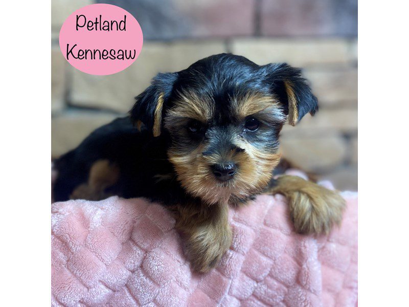 Yorkshire Terrier Dog Female Black / Tan 29132