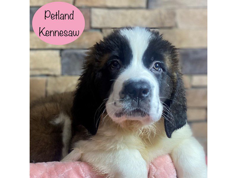 Saint Bernard Dog Female Mahogany / White 29142