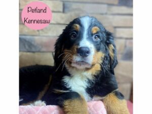 Bernese Mountain Dog-Dog-Female-Black White / Tan-29138-Petland Kennesaw, Georgia