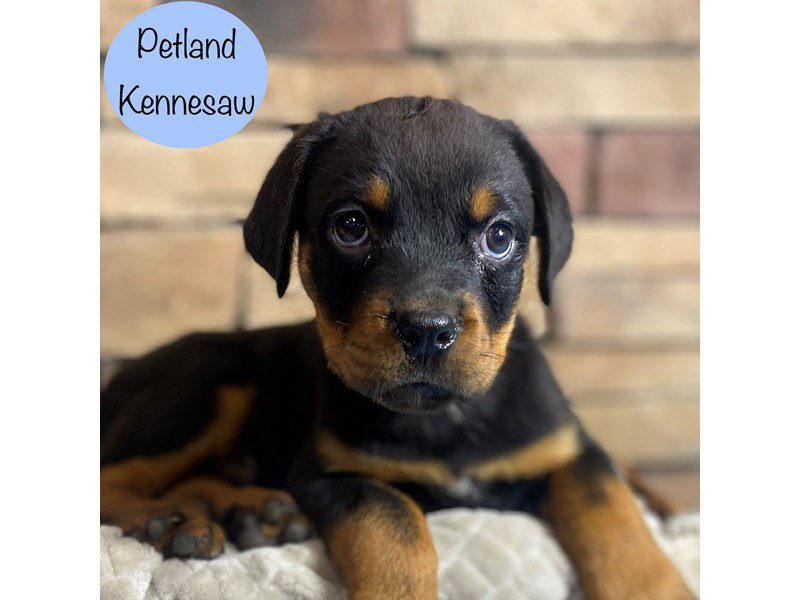 Rottweiler Dog Male Black / Tan 29133