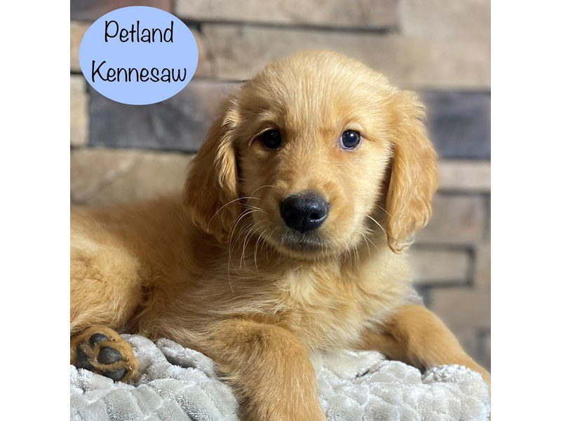 Golden Retriever Dog Male Golden 29128