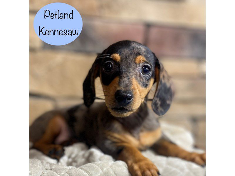 Dachshund Dog Male Silver Dapple 29113