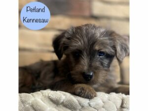 Yorkiepoo-Dog-Male-Blue Dapple-29117-Petland Kennesaw, Georgia