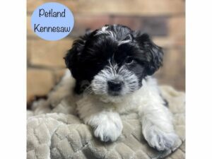Teddy Bear-Dog-Male-Black and White-29136-Petland Kennesaw, Georgia