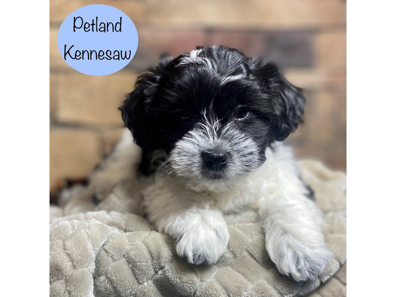 Teddy Bear Dog Male Black and White 29136