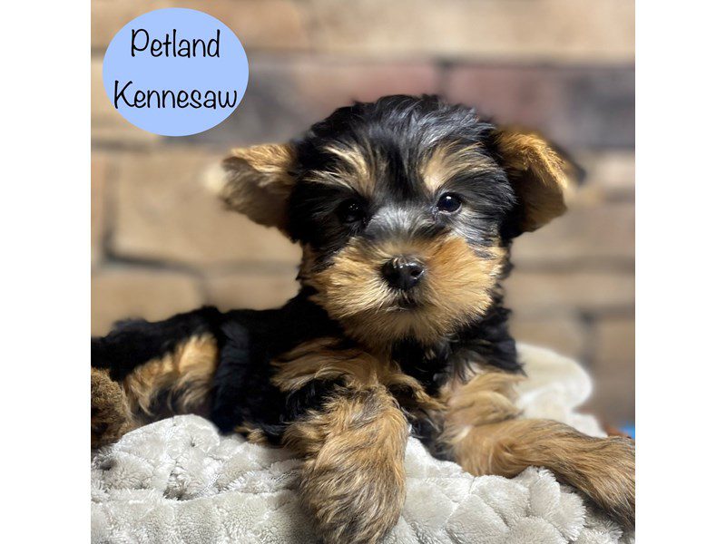 Yorkshire Terrier Dog Male Black / Tan 29131