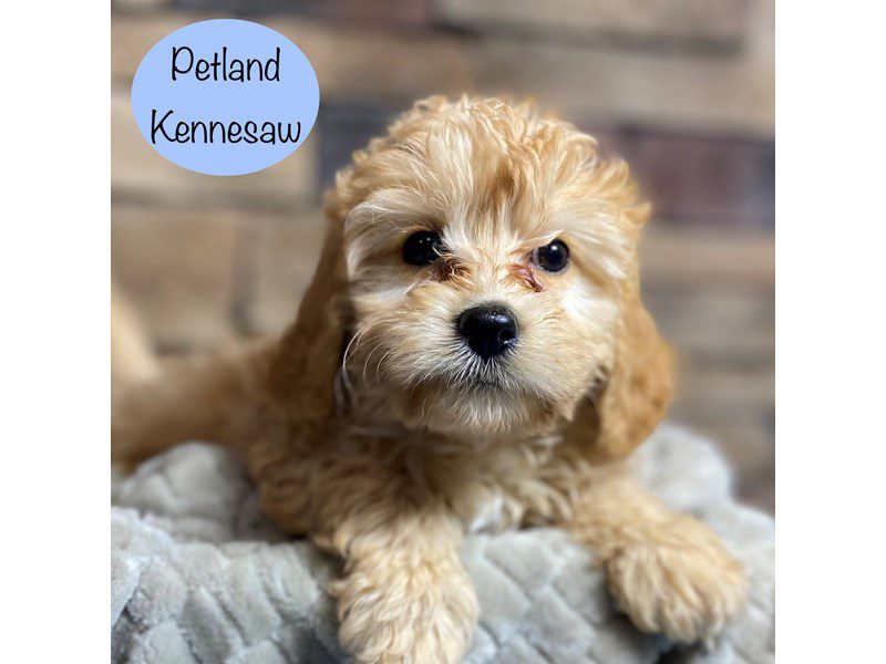 Cavapoo Dog Male Tan 29126