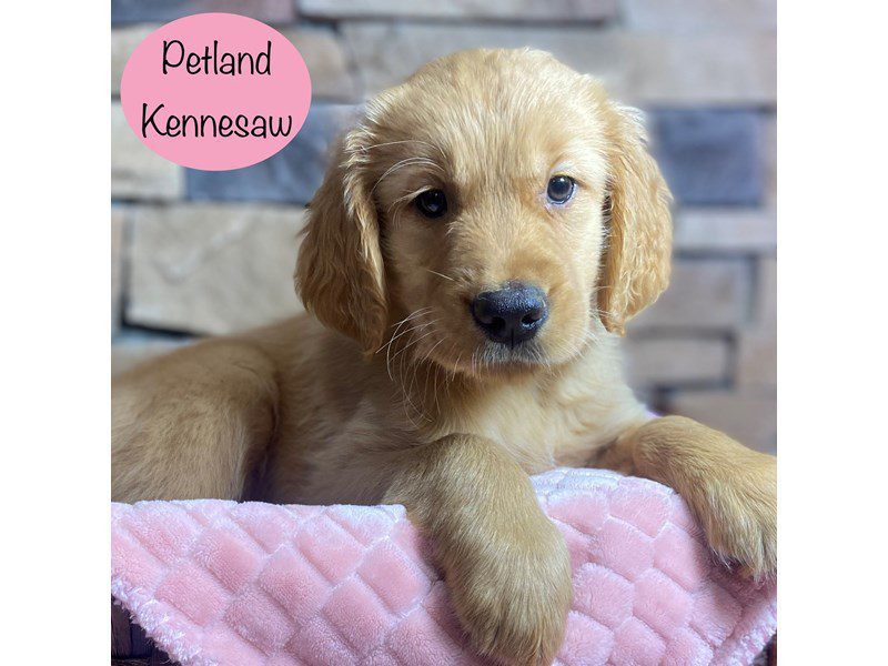 Golden Retriever Dog Female Golden 29134