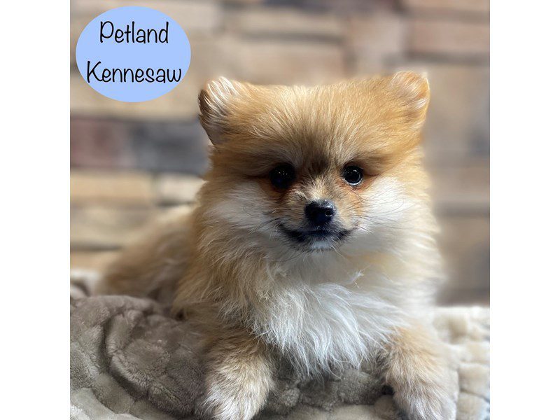 Pomeranian Dog Male Sable 29145