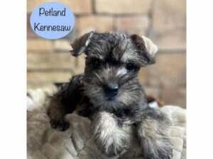 Miniature Schnauzer-Dog-Male-Salt / Pepper-29171-Petland Kennesaw, Georgia