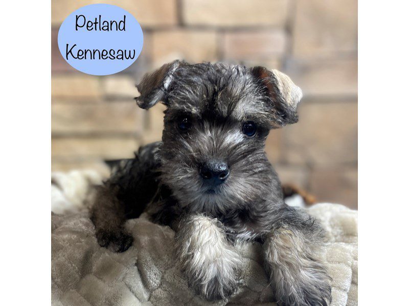 Miniature Schnauzer Dog Male Salt / Pepper 29171