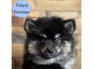 Pomsky-Dog-Male-Black / Tan-29165-Petland Kennesaw, Georgia