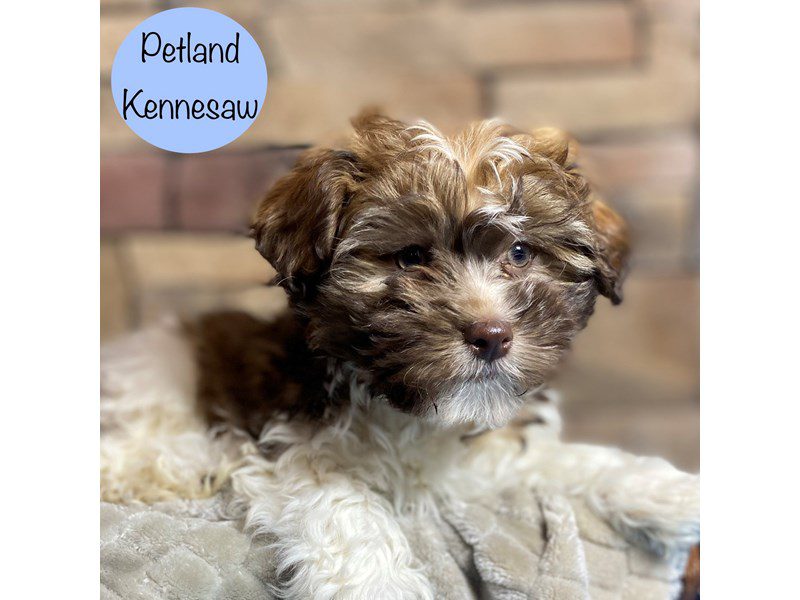 Havanese Dog Male Chocolate / White 29154