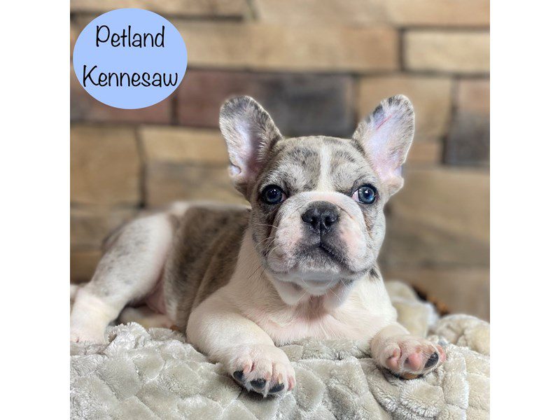 French Bulldog Dog Male Blue Fawn Merle 29164
