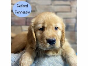 Golden Retriever-Dog-Male-Golden-29167-Petland Kennesaw, Georgia