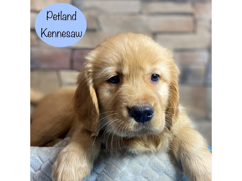 Golden Retriever Dog Male Golden 29167