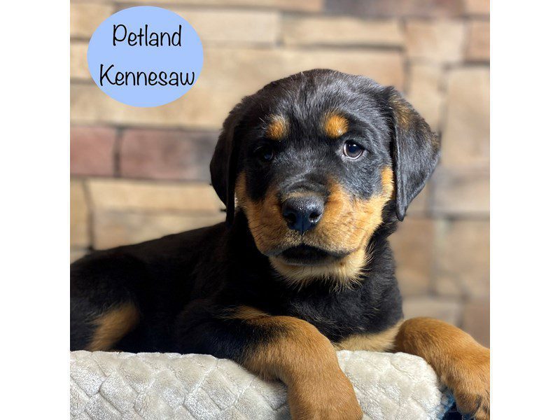 Rottweiler Dog Male Black / Tan 29169