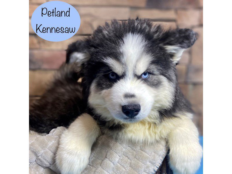 Siberian Husky Dog Male Black / White 29155