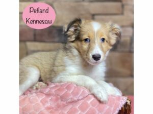 Shetland Sheepdog-Dog-Female-Sable Merle-29158-Petland Kennesaw, Georgia