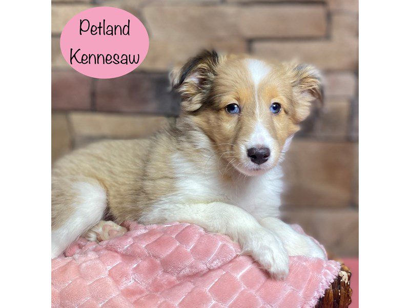特撮 Shetland Sheepdog (Pet love) 2679899_800-1.jpg