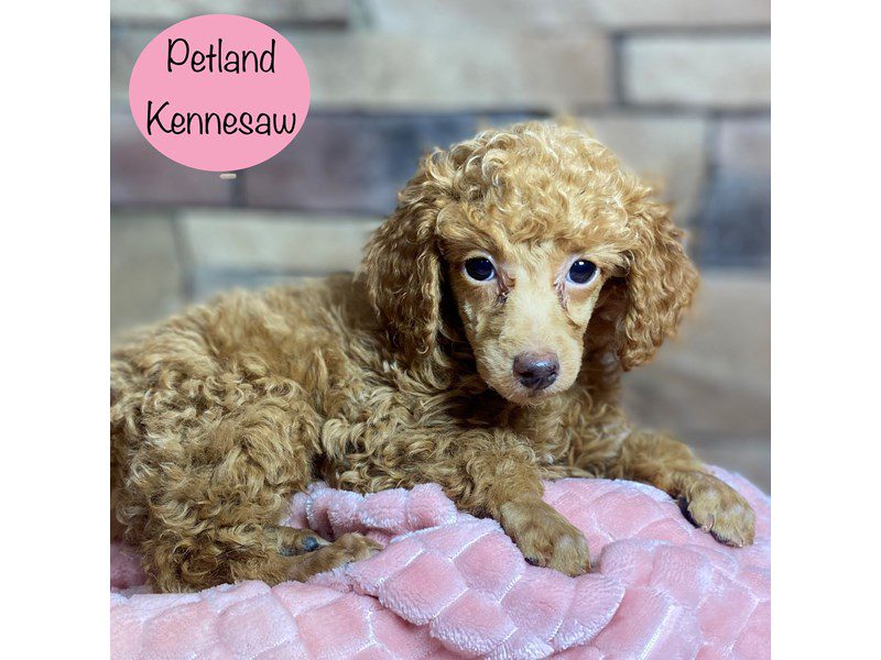 Miniature Poodle Dog Female Red 29159