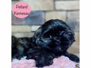 Shih Tzu-Dog-Female-Brown-29161-Petland Kennesaw, Georgia