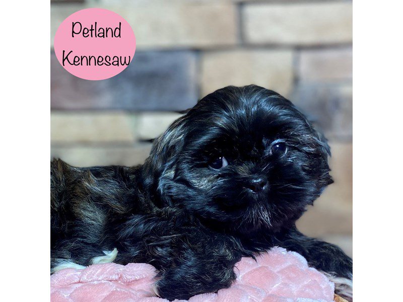 Shih Tzu Dog Female Brown 29161