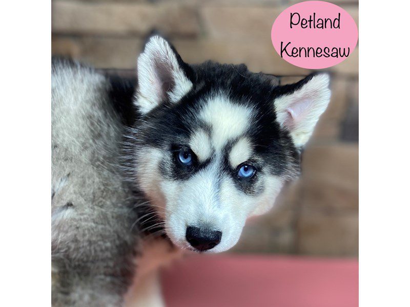 Siberian Husky Dog Female Black / White 29156