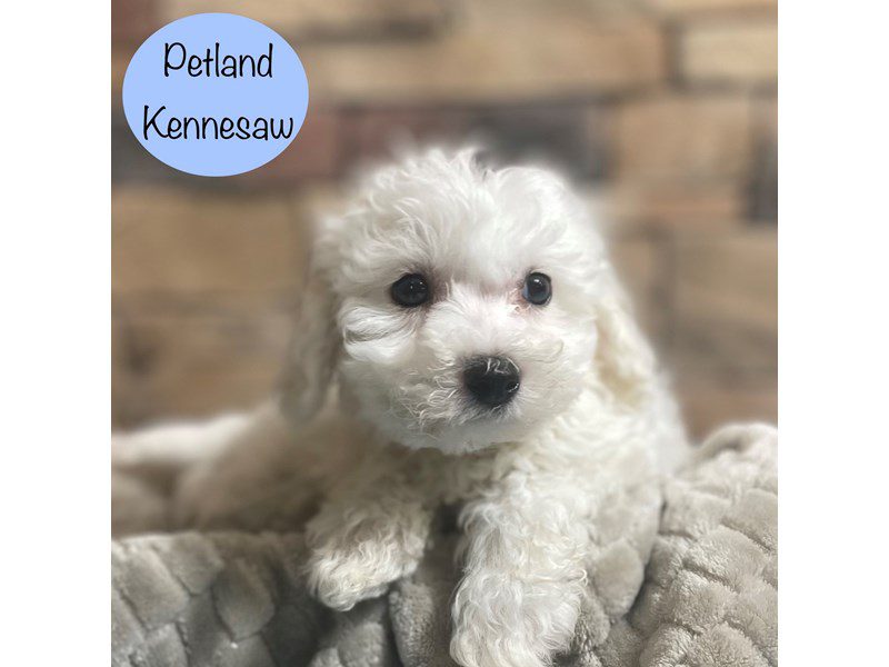 Bichon Frise Dog Male White 29179