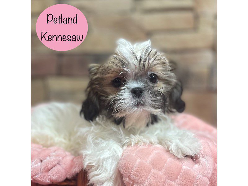 Shih Tzu Dog Female Brown / White 29176