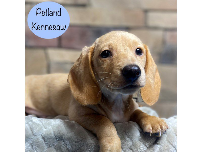 Dachshund Dog Male Brown 29206