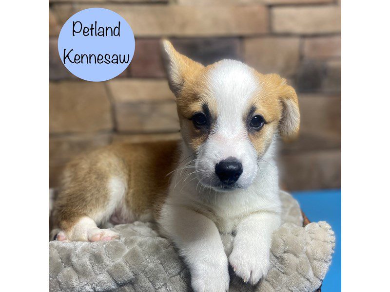 Pembroke Welsh Corgi Dog Male Red / White 29197