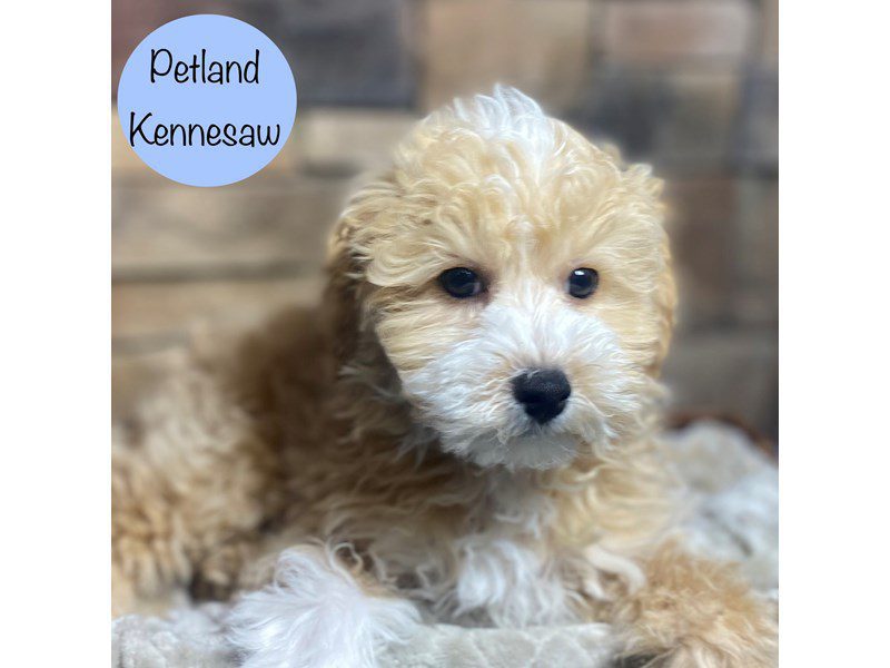Maltipoo Dog Male Red 29201