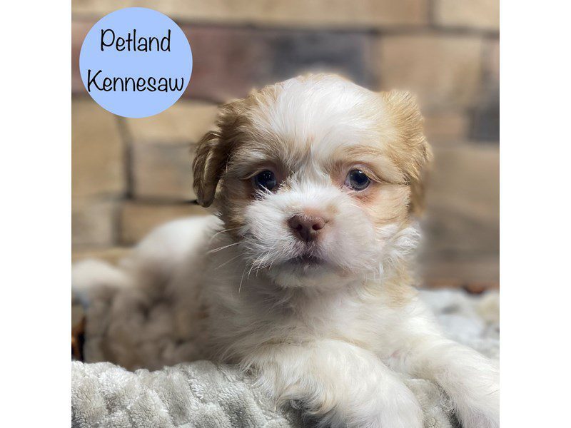 Shih Tzu Dog Male Lavender / Cream 29186