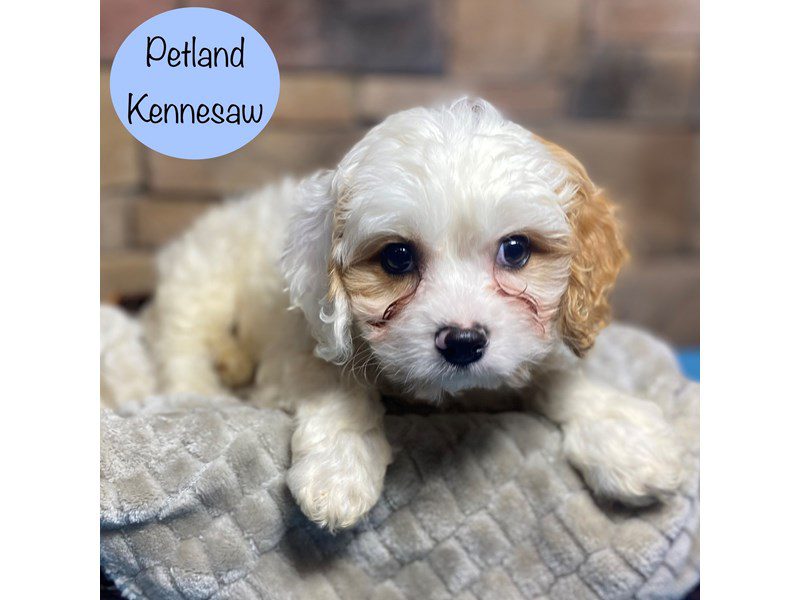 Cavachon Dog Male Blenheim 29189