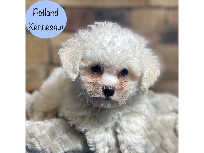Bichon Frise Dog Male White 29188