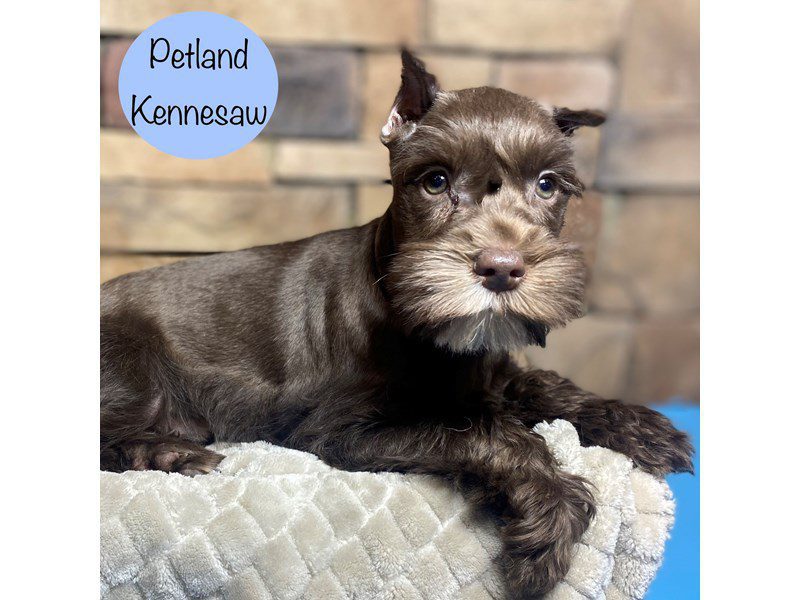 Miniature Schnauzer Dog Male Chocolate / White 29181