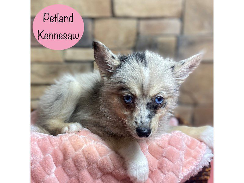 Pomsky Dog Female Blue Merle 29200