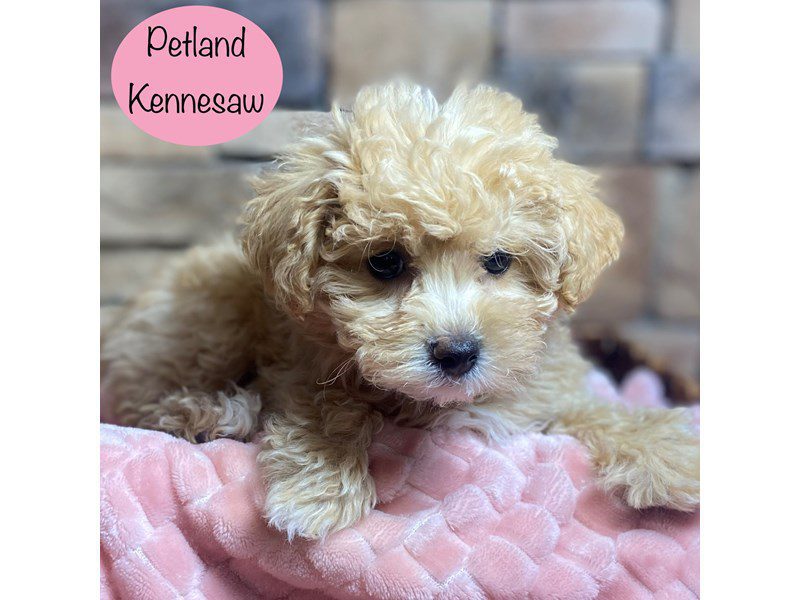 Maltipoo Dog Female Red 29202