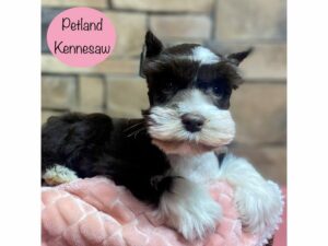 Miniature Schnauzer-Dog-Female-Chocolate / White-29182-Petland Kennesaw, Georgia