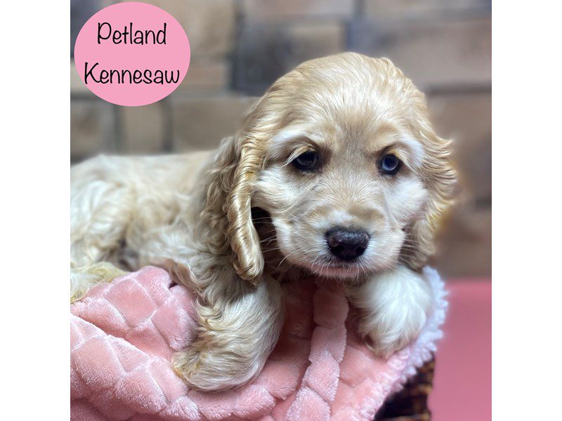 Cocker Spaniel Dog Female Tan / White 29184