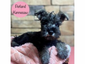 Miniature Schnauzer-Dog-Female-Salt / Pepper-29205-Petland Kennesaw, Georgia