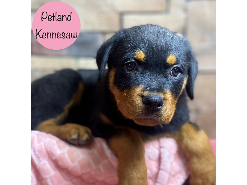 Rottweiler Dog Female Black / Tan 29198