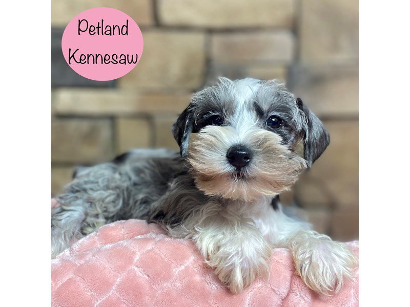 Miniature Schnauzer Dog Female Blue Merle 29213