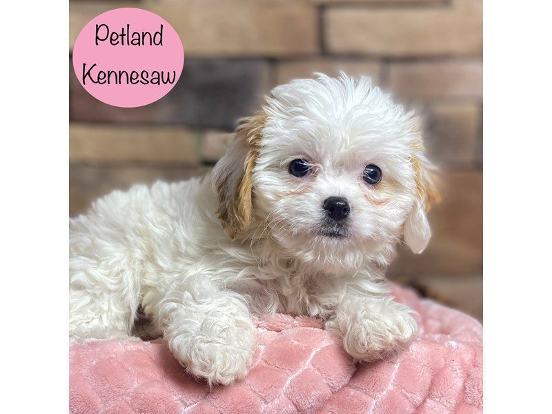 Cavachon Dog Female Blenheim 29207