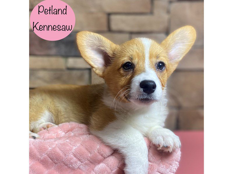 Pembroke Welsh Corgi Dog Female Red / White 29228