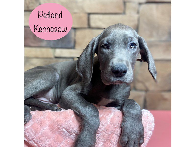 Great Dane Dog Female Blue 29227