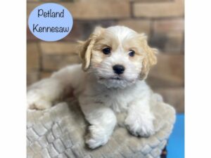 Cavachon-Dog-Male-Blenheim-29208-Petland Kennesaw, Georgia