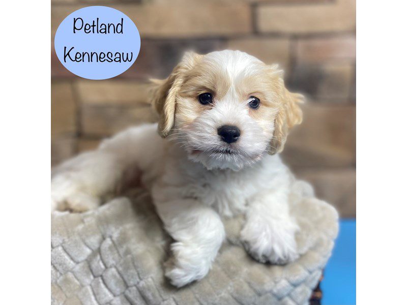 Cavachon Dog Male Blenheim 29208