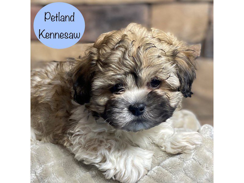 Teddy Bear Dog Male Brown / White 29209